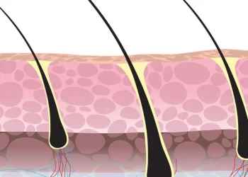 فولیکول مو چیست؟ 4نشانه زنده بودن فولیکول مو